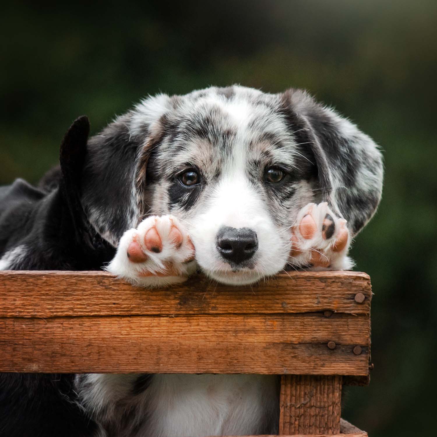 A healthy, well-socialized puppy from a vetted Petland breeder partner