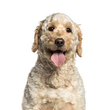A Goldendoodle Mini