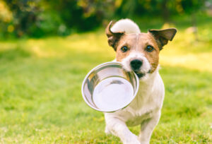 How To Train Your Puppies To Eat Solid Food