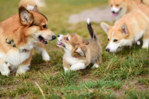 A Complete Guide to Puppy Socialization