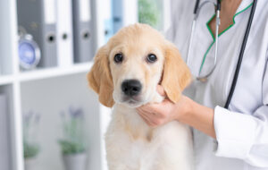 When Do Puppies Need to Be Dewormed?