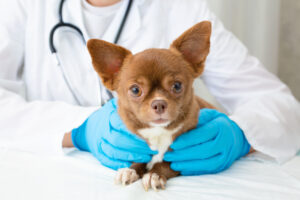 What To Expect on Your Puppy’s First Vet Visit