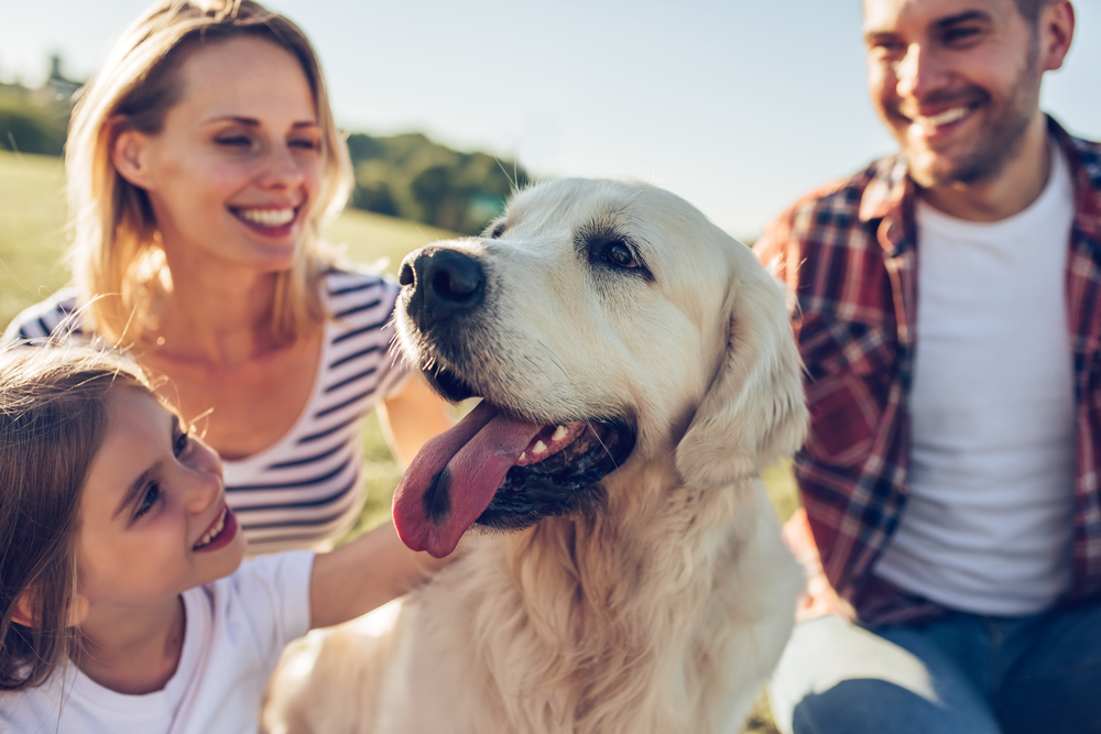 Golden Retriever surrounded with its family in a field.