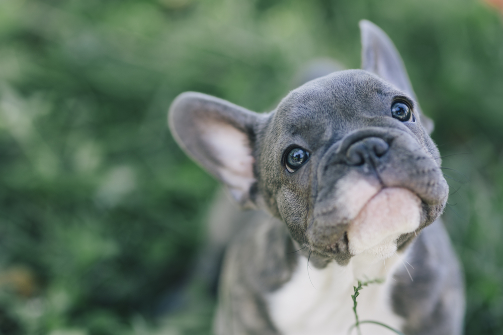 A cute gray Frenchie puppy looking at the camera.