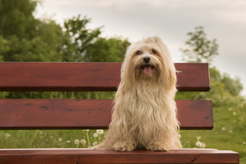 A Cute Havanese dog sitting on a wooden bench in the woods.
