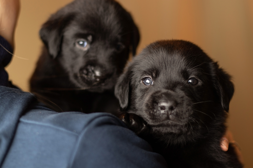 Two cute black Labrador Retrievers laying on the shoulders of their owner.