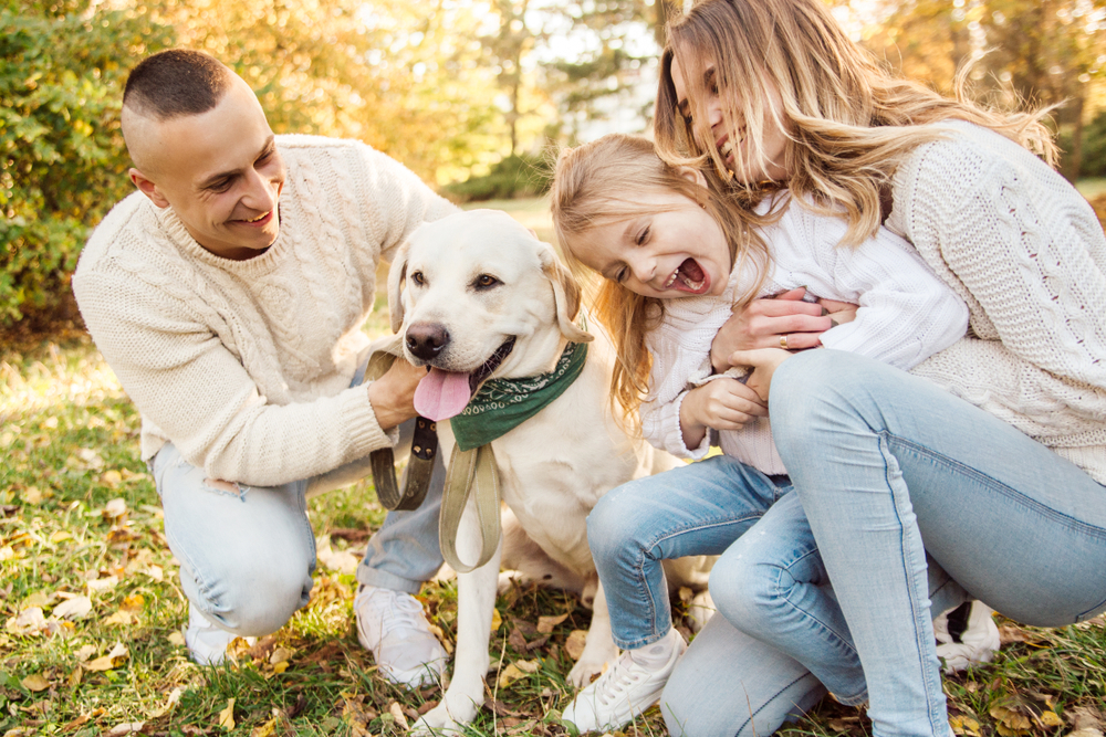 A cute Labrador Retriever puppy with its family in a grassy field.