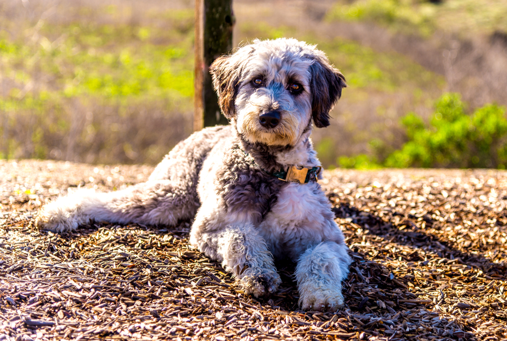 A beautiful Mini Aussiedoodle puppy laying on a dirt path.