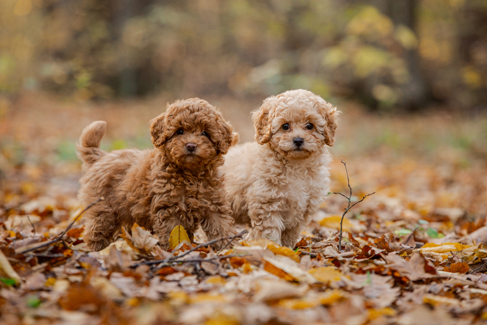 Two Poodle puppies standing a field of autumn leaves.