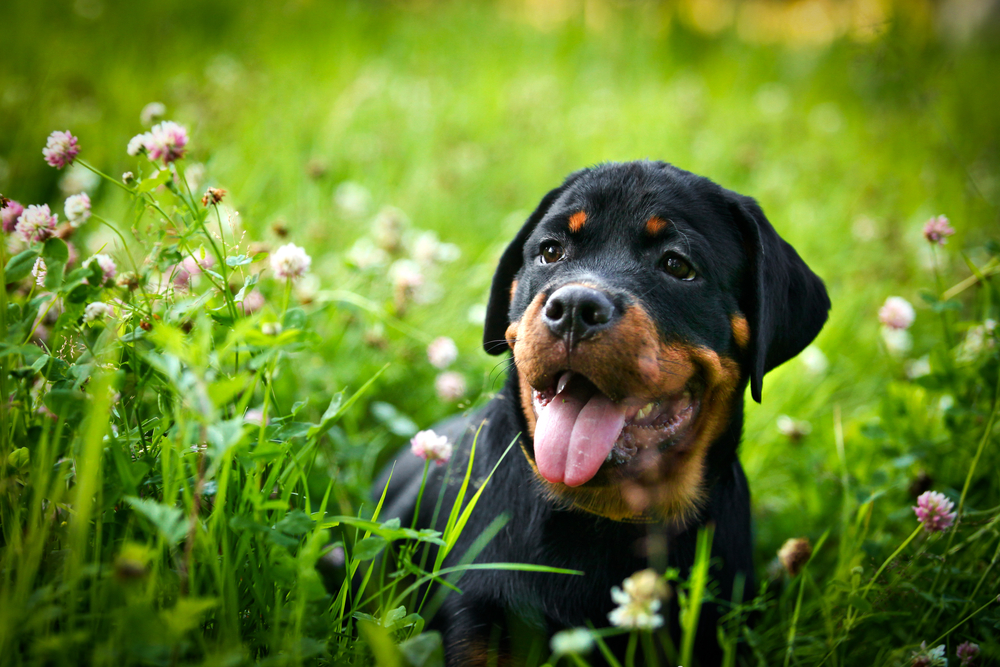 A cute Rottweiler puppy sitting in a grassy flower field.