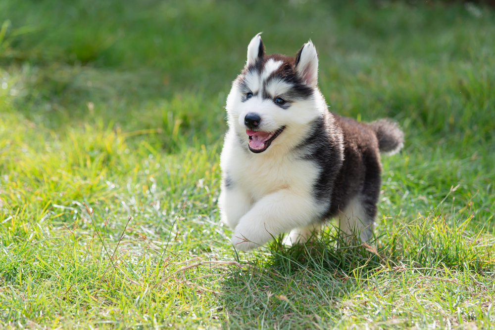 An adorable Siberian Husky puppy smiles while running across the backyard of his forever home.