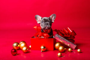 The Best Christmas Puppies For Every Kind of Person
