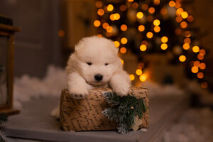 The Best Christmas Gifts for Your Puppy