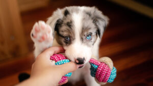 5 Brain Games To Help Make Your Puppy Smarter