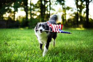 How to Celebrate Memorial Day with Your Puppy