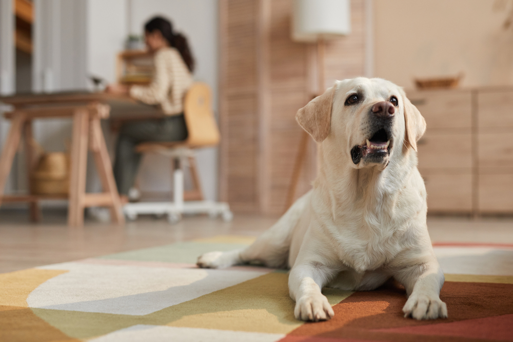 A cute Labrador Retriever laying on a mat while their owner works from home in the background.