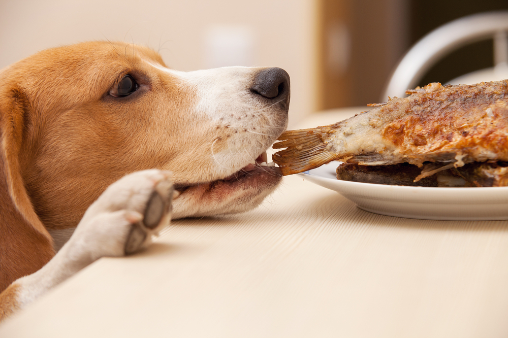 A Beagle puppy tries to eat scraps of fish meat from a plate on a table.