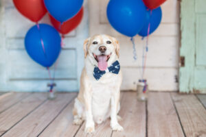 How to Keep Your Puppy Safe This 4th of July