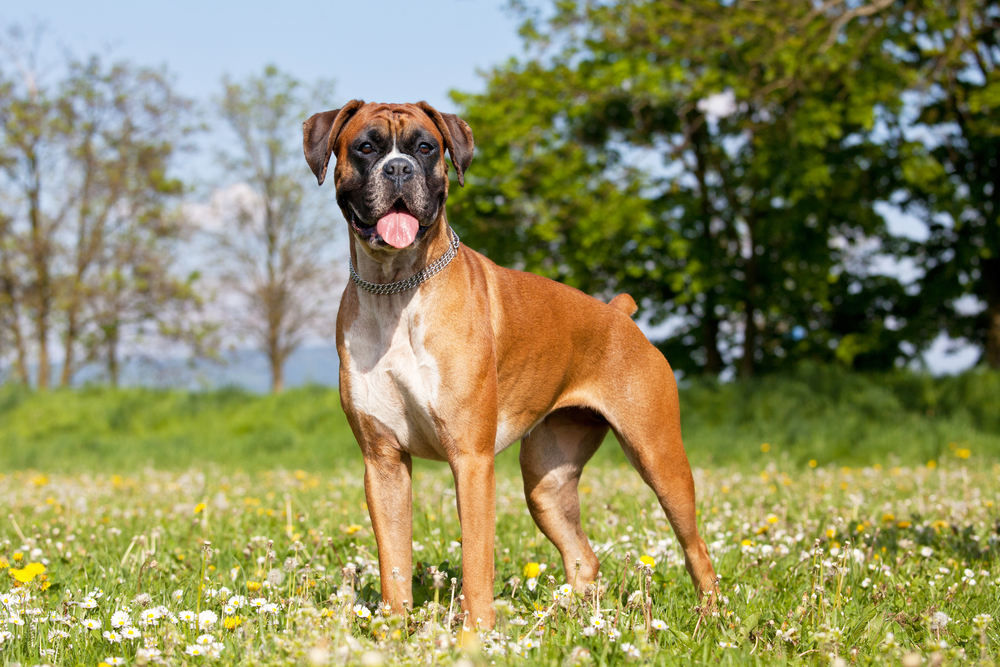 A mature Boxer stands in a field in the sun.
