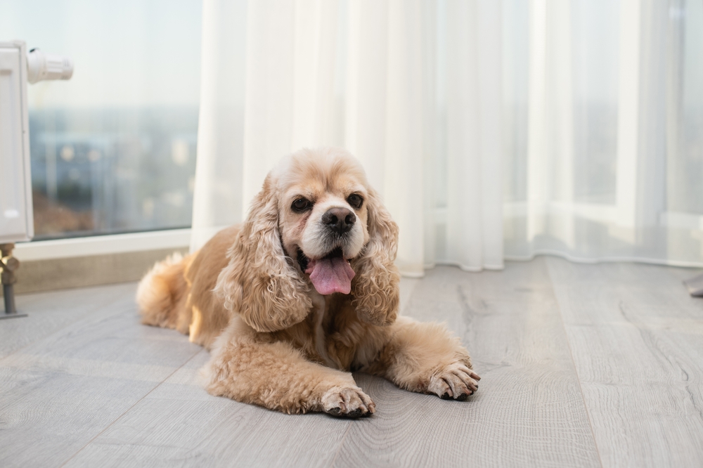 A beautiful Cocker Spaniel lays on a sunny floor.