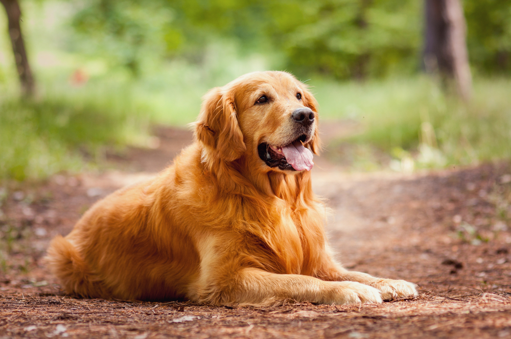 A fluffy Golden Retriever with a thick red coat lays outside and smiles in the sunshine.