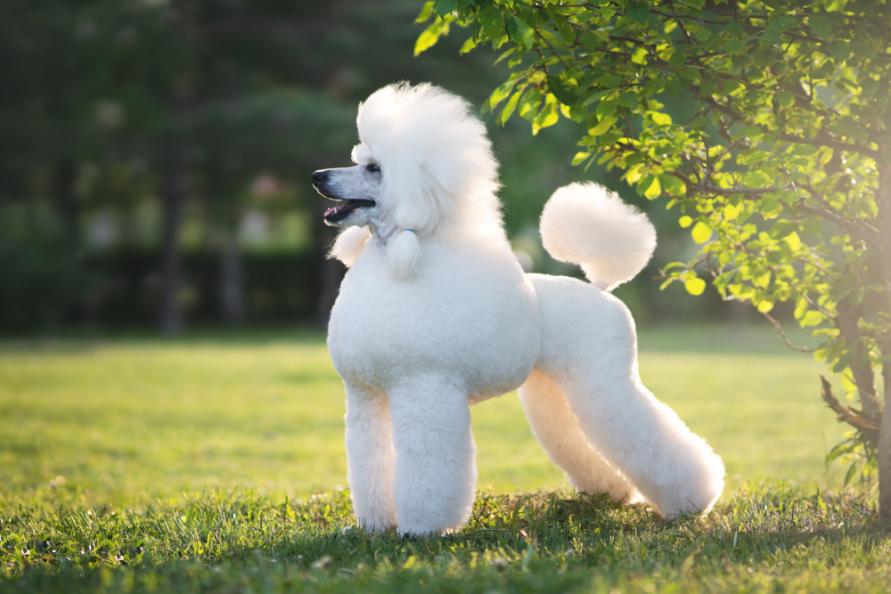 A beautiful, white Standard Poodle stands in a sunny field.