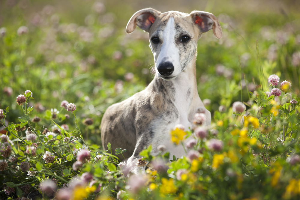 A cute Whippet with floppy ears stands in a field of yellow flowers. 