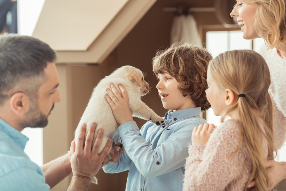 A happy family spends time with their brand new Labrador Retriever puppy inside on a sunny afternoon.