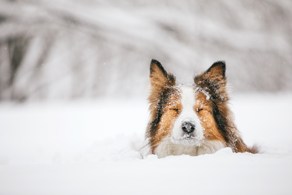 A beautiful Collie dog plays in the snow drift outside to show fun games to play with your dog this winter.