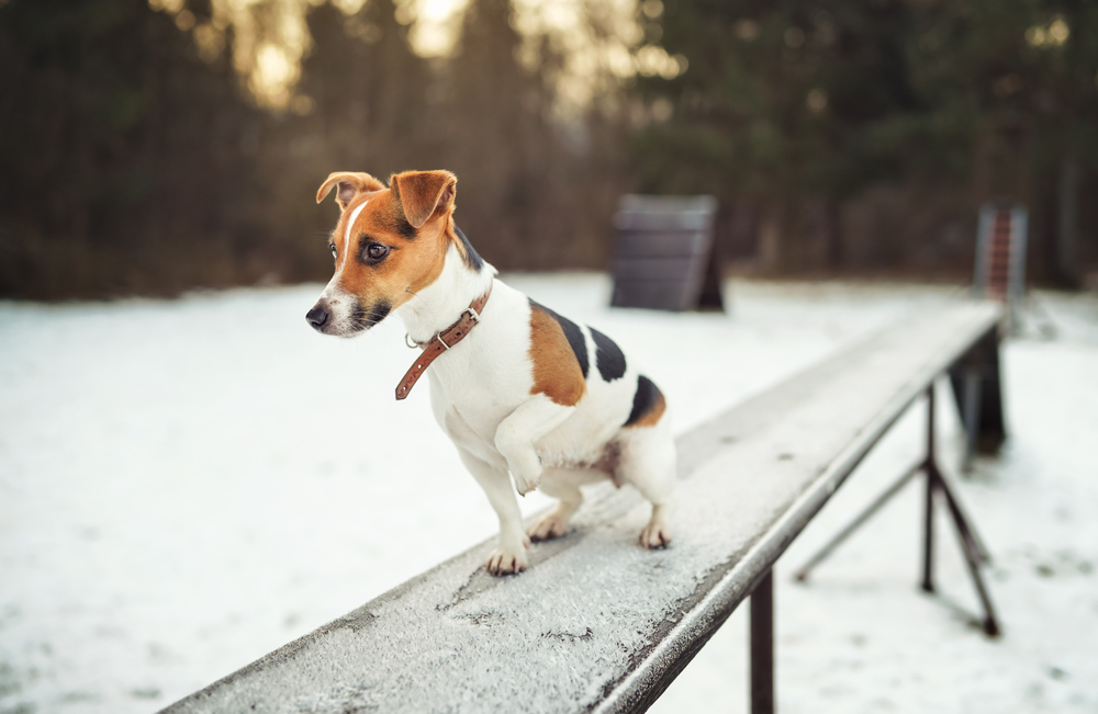 A cute Jack Russell Terrier stands on a ledge in the snowy cold.