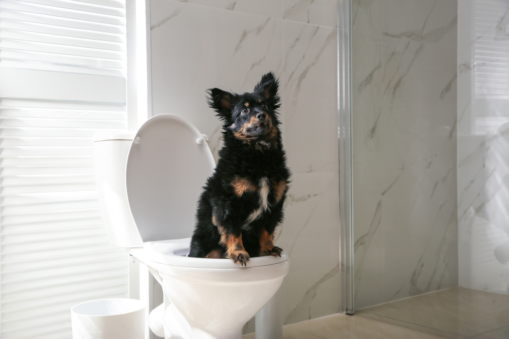 A cute German Shepherd puppy sits on a toilet, looking proud and embarrassed at the same time. 