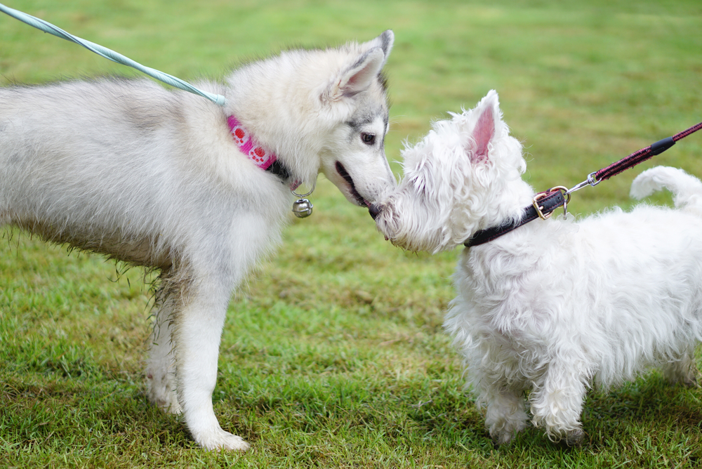 A Siberian Husky puppy meets a Miniature Schnauzer in the grass during a sunny walk. 