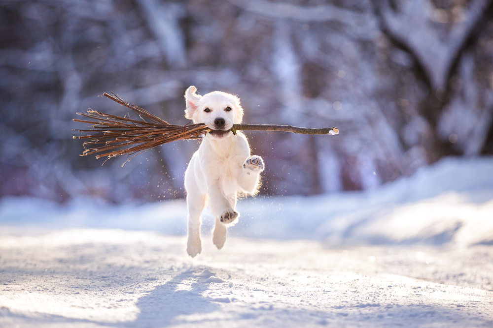 A cute Golden Retriever puppy frolics outside in the snow with a tree branch in his mouth.