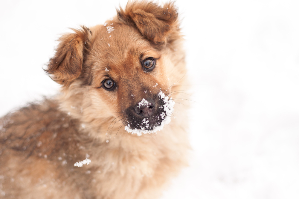An adorable puppy has snow all over his muzzle because he's been playing outside in the snowy winter. 