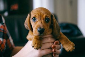 How to Prep Your Home for a New Puppy