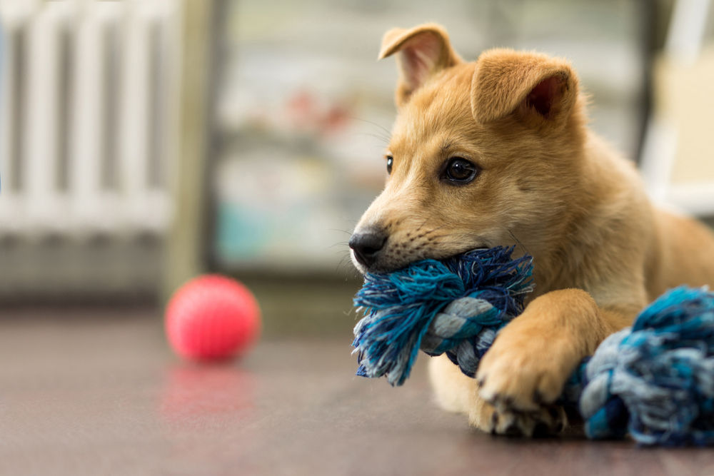 A puppy plays with a tug of war rope toy inside.