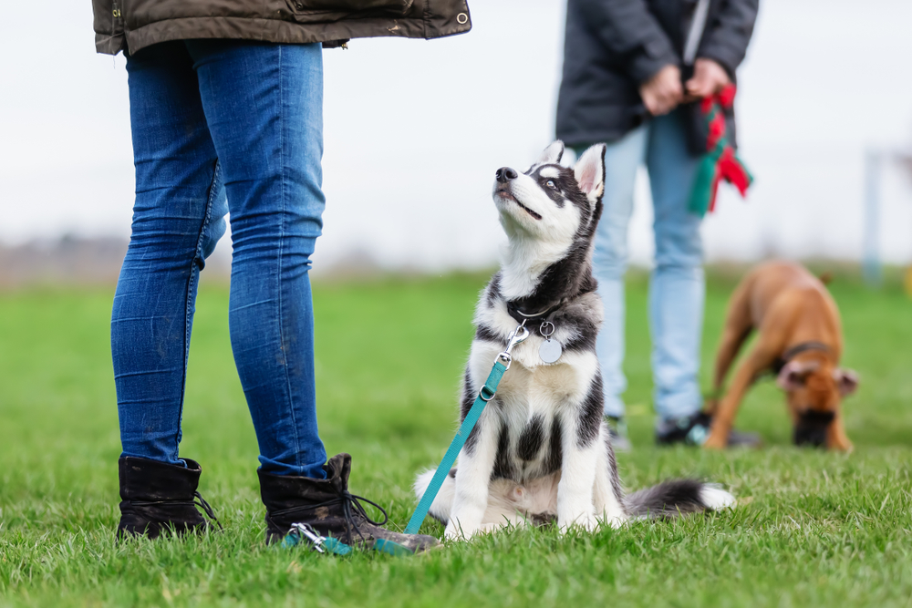 A Siberian Husky puppy in the middle of obedience training looks up at the professional dog trainer to get the next command. 
