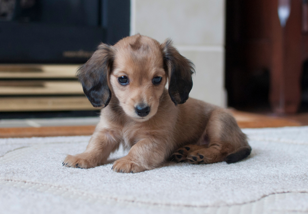 A long haired Dachshund puppy lays on a rug, looking so cute and ready for Christmas.
