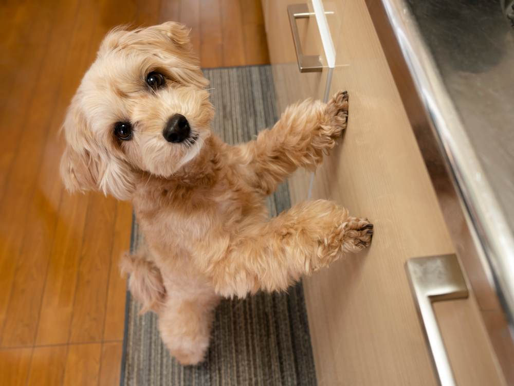 An adorable puppy dog stands on its hind legs at the kitchen counter, feeling curious about what its owner is up to.