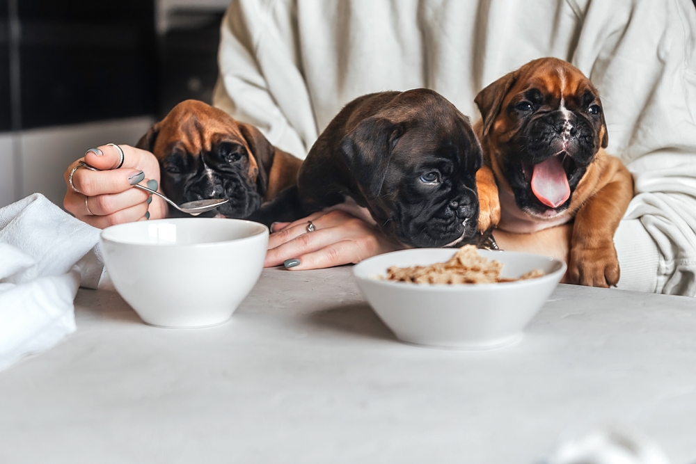 Three heartwarming Boxer puppies sit on their owner's lap while she eats her breakfast cereal. 