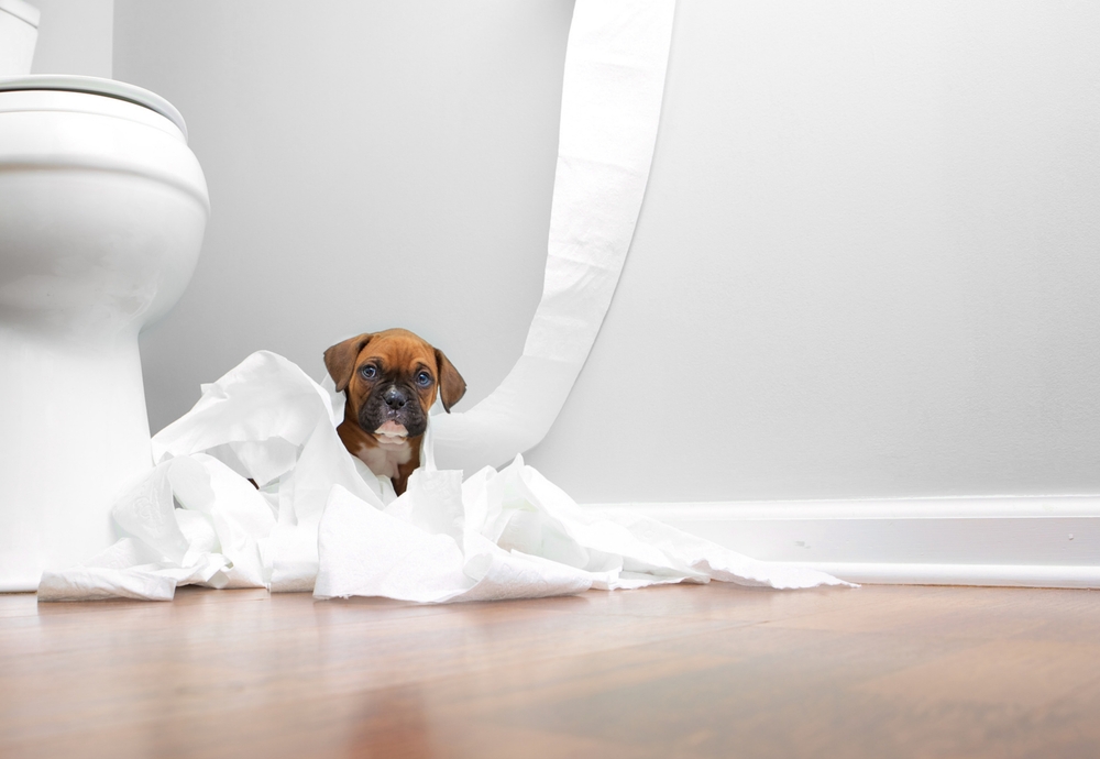 A cute, mischievous puppy is tangled in toilet paper, sitting on the floor in the bathroom.