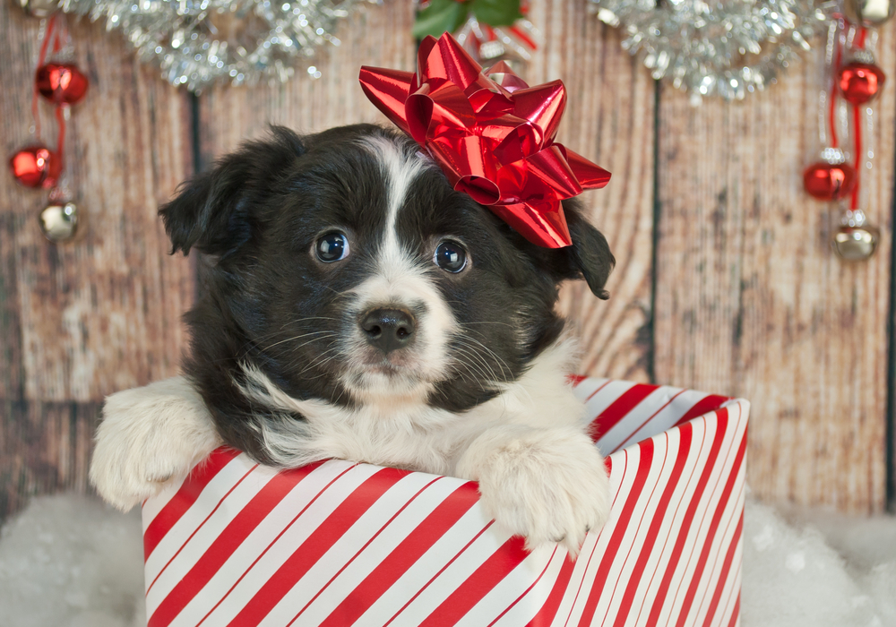 A cute Border Collie puppy pokes out of a Christmas present box to show that puppies make great Christmas gifts.