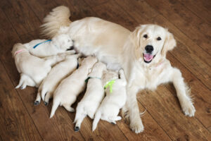 Where Do Our Puppies Come From?