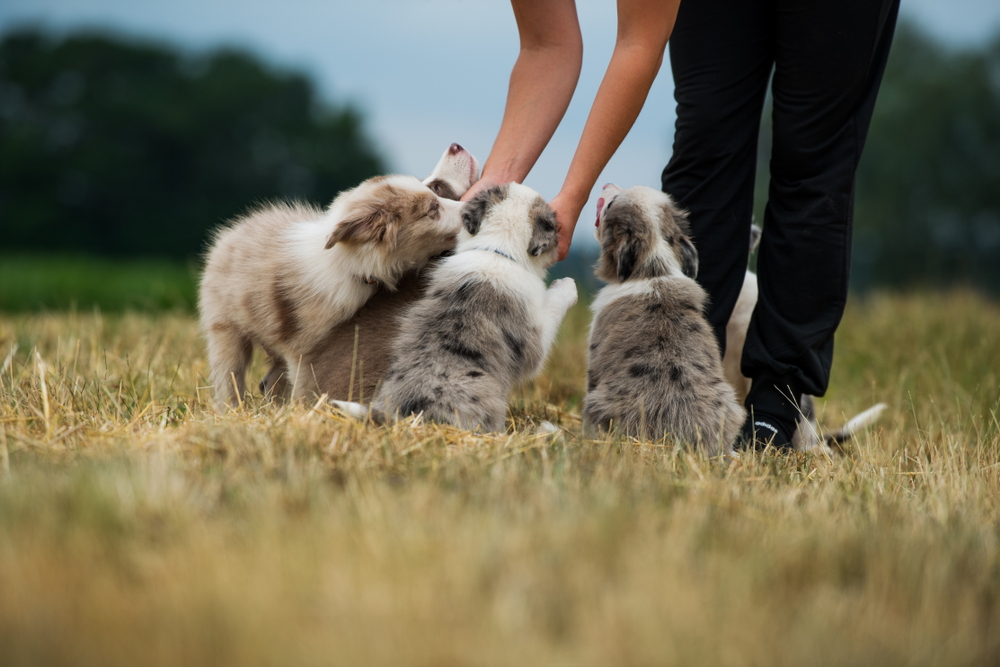 Three Australian Shepherd puppies enjoy their ethical dog breeder's attention while they play outside in the grass. 