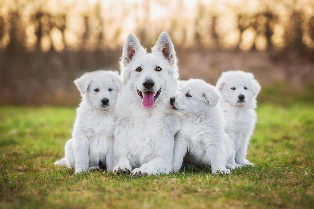 A white female breeding dog enjoys the company of her growing puppies outside on an overcast day in autumn. 