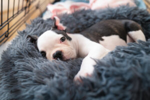 How to Keep Your Puppy Safe and Happy When You Work Full Time