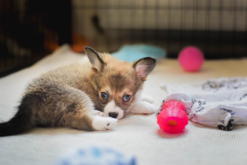 A small, young puppy relaxes in his safe, comfortable crate to show that puppies need their own space to rest.