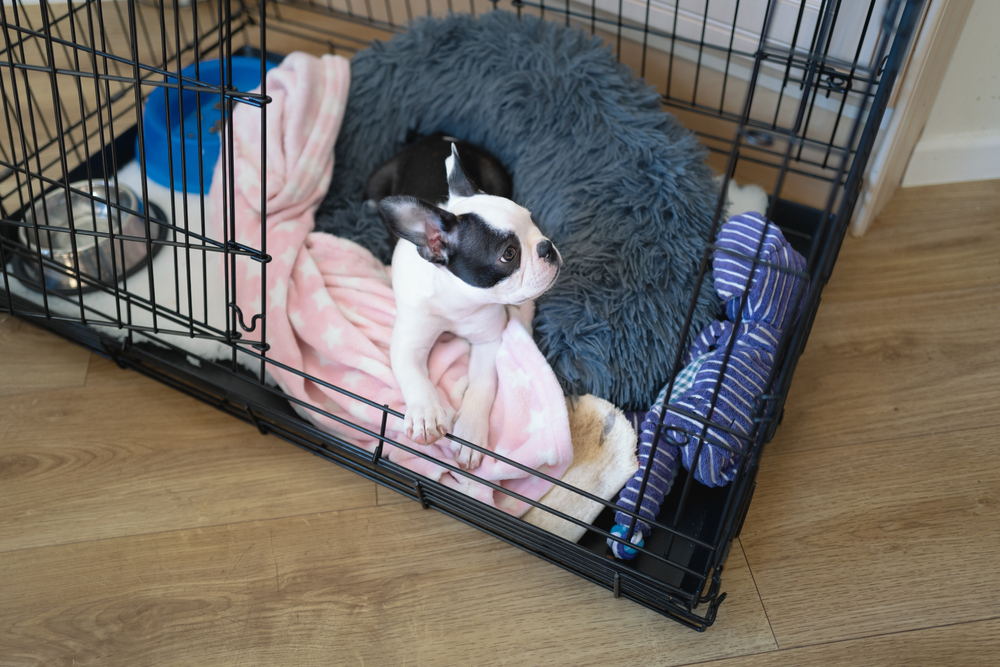 A cute French Bulldog puppy hangs out in his cozy crate where the dog enjoys spending time resting. 