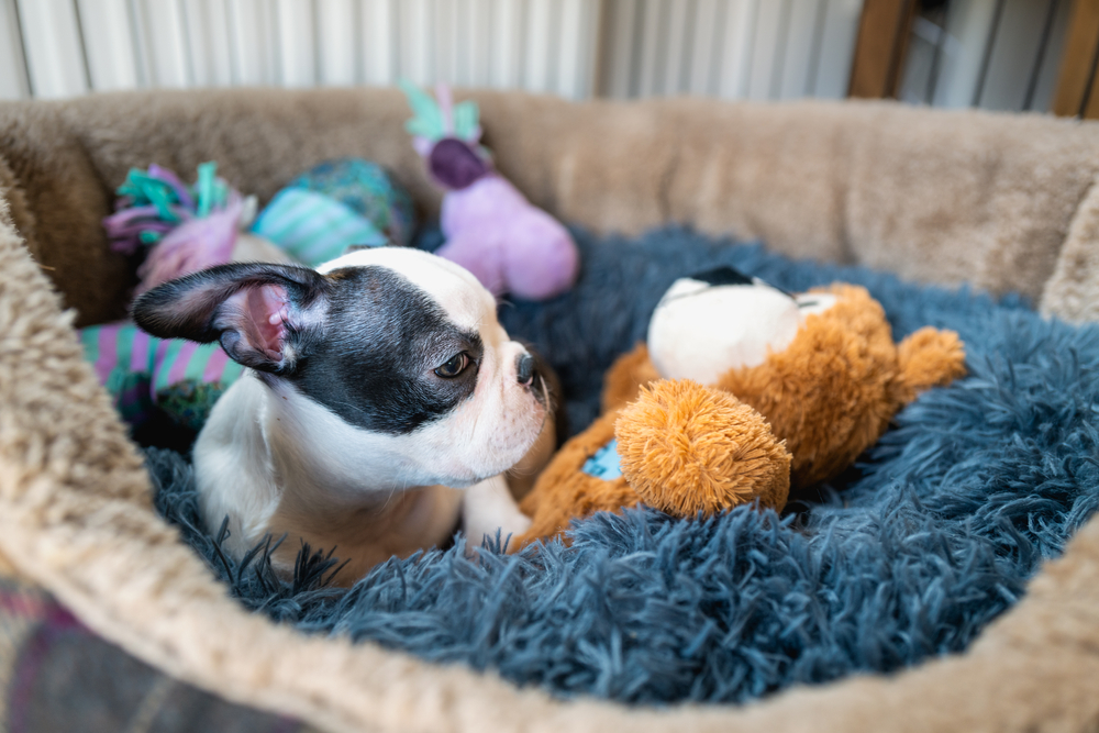 A cute French Bulldog puppy snuggles with his stuffed animal while he rests in his comfortable crate. 