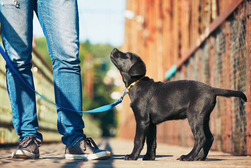 A new puppy owner is training his black Labrador Retriever puppy outside during a walk. 